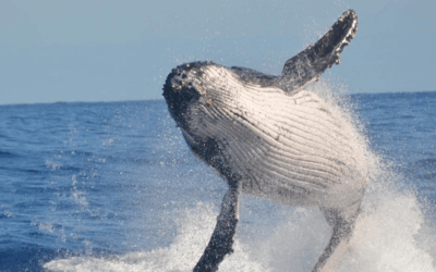 How to Enjoy Gold Coast Winter Like a Local